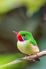 Jamaican Tody